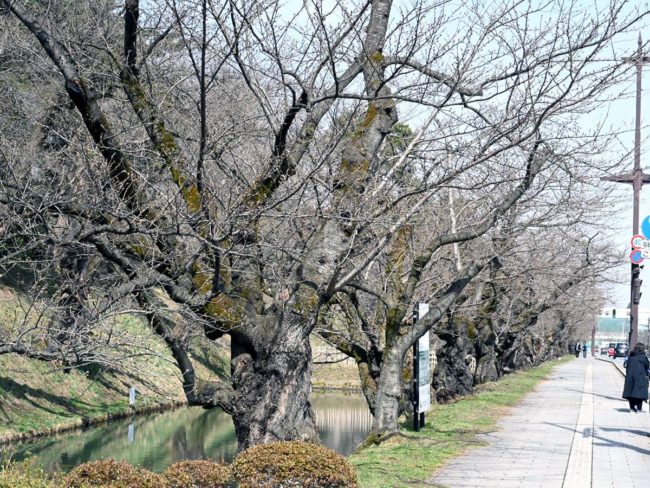 弘前公園的櫻花有望在觀察史上最早開放