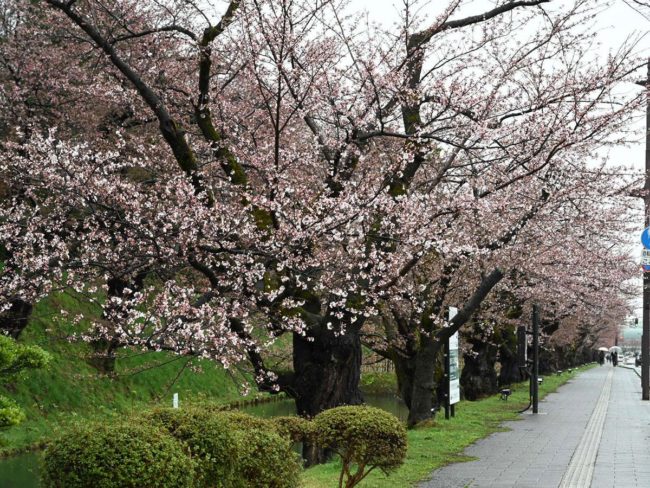 Le marché des fleurs de cerisier du parc Hirosaki annoncé, 15 jours plus tôt que la normale