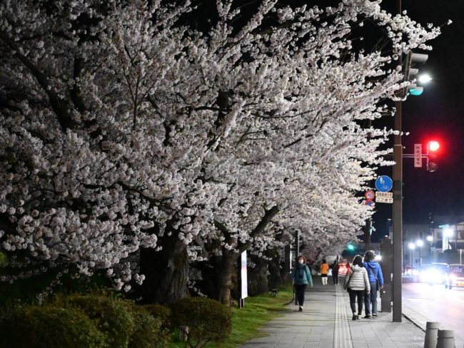 As flores de cerejeira Somei Yoshino do Parque Hirosaki estarão em plena floração Ilumine-se a partir do dia 14