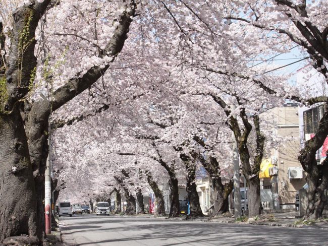 青森和樱川的樱花隧道盛开。