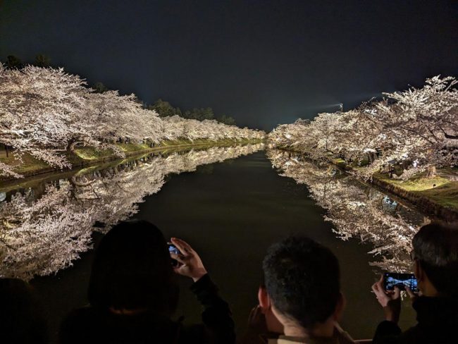 히로사키 공원의 밤 벚꽃 라이트 업이 볼 만한 벚꽃의 기록적인 조기 피기 대응
