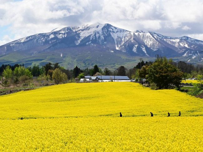 The best time to see the field of rapeseed flowers in Ajigasawa, Aomori, together with the remaining snow on Mt. Iwaki