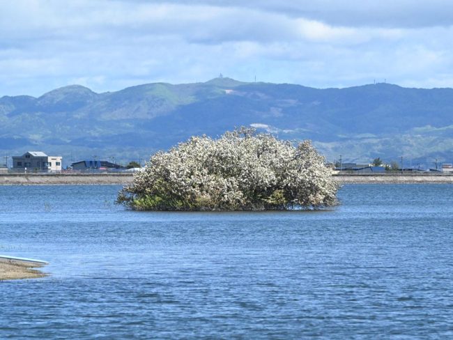 تسوروتا ، "جزيرة أزهار التفاح" في آوموري في إزهار كامل هذا العام