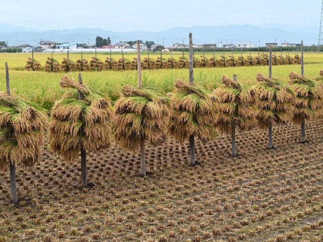 青森縣和津輕地區稻田的秋季傳統：因炎熱而提早收穫