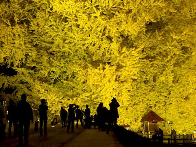 Fukaura's giant ginkgo, illuminated ``Big Yellow'', begins in full bloom