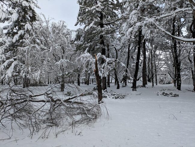 A neve cai em Hirosaki devido às maiores chuvas já registradas, causando danos às cerejeiras e aos pinheiros com galhos quebrados