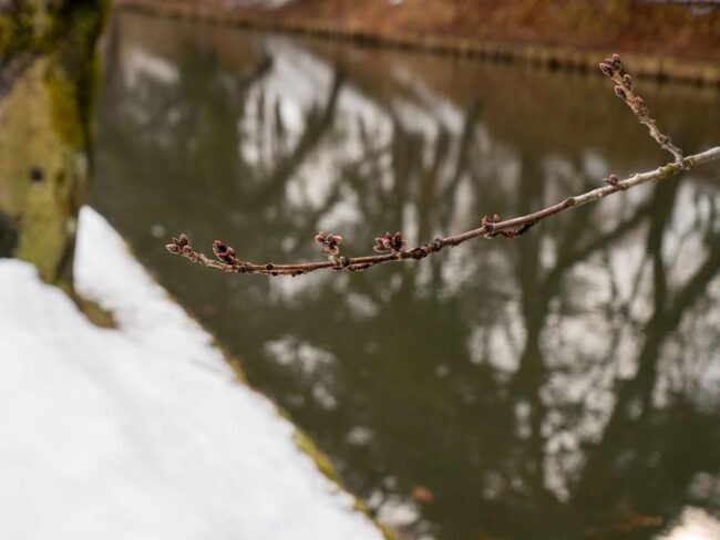 Parque Hirosaki, se espera que los cerezos florezcan 6 días antes de lo normal este año