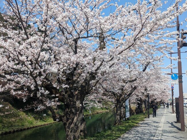 As cerejeiras em flor no Parque Hirosaki estão florescendo, e alguns dizem que o fosso externo está em plena floração