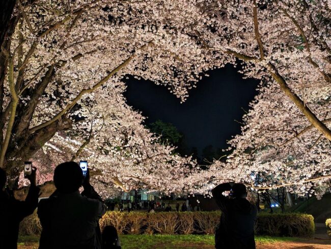 हिरोसाकी पार्क में सोमेई योशिनो चेरी के पेड़ पूरी तरह से खिले हुए हैं, पानी की सतह पर ``दिल'' और चेरी के फूल दिखाई दे रहे हैं।