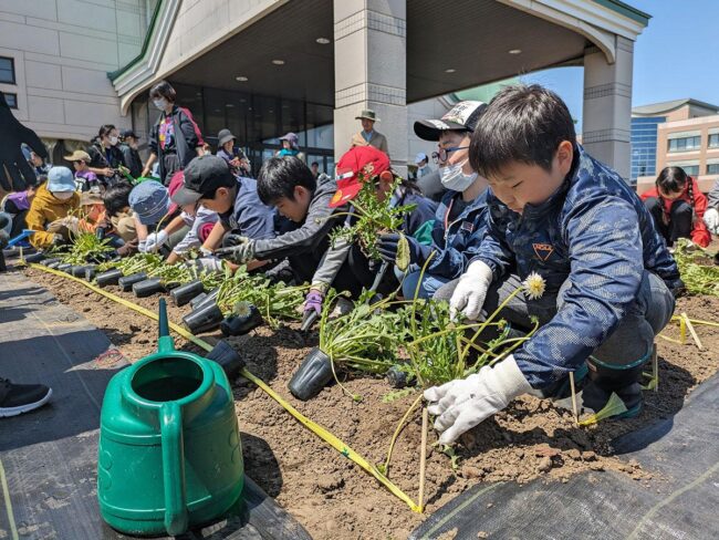 36 local children gather to preserve the white-flowered dandelion, a tradition passed down since the Edo period